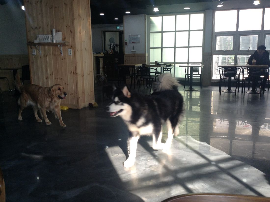 Two dogs wandering across a sunny café floor